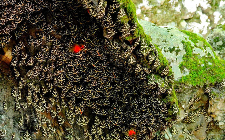 Valley of the Butterflies